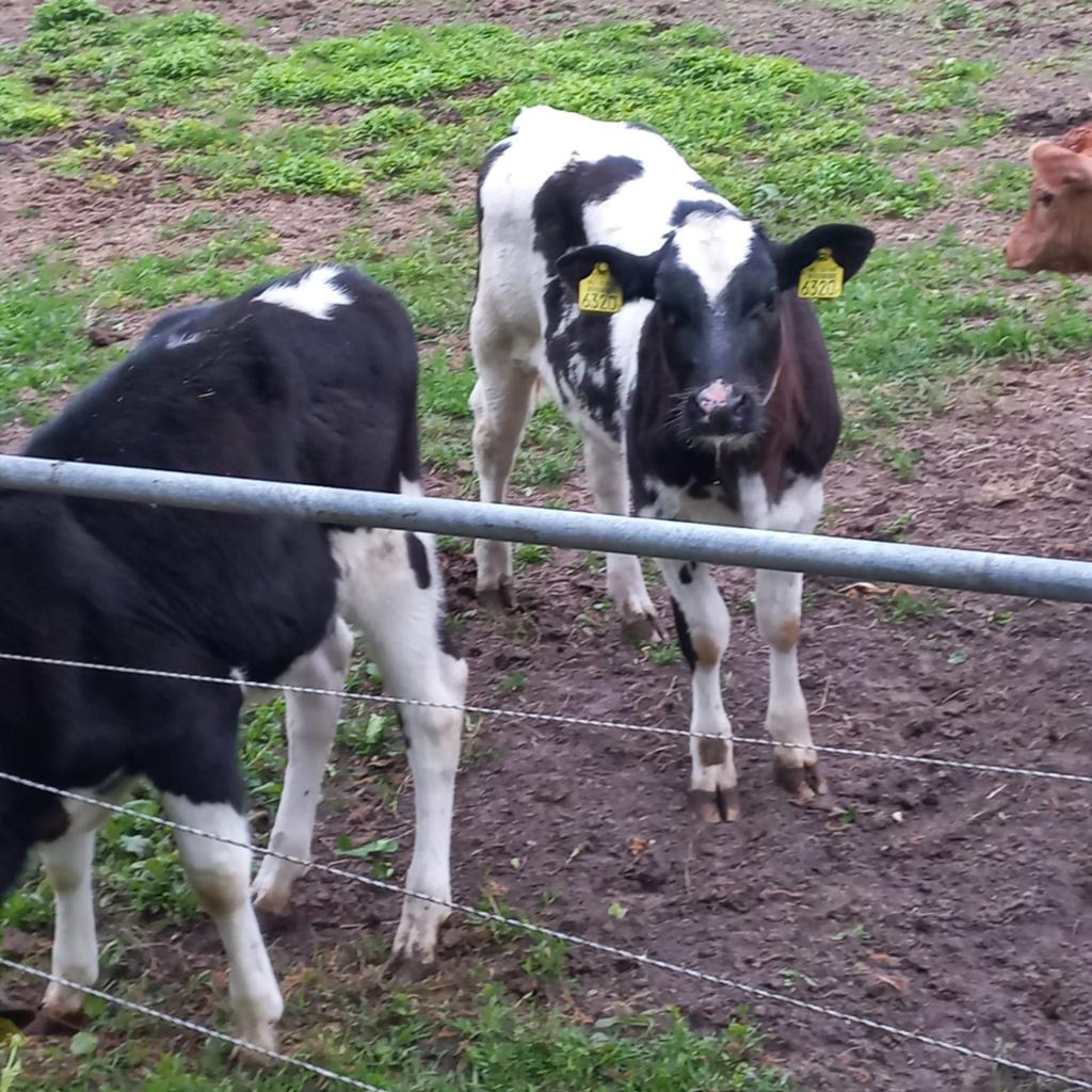 2 vaarskalveren, Dieren en Toebehoren, Vrouwelijk, 0 tot 2 jaar