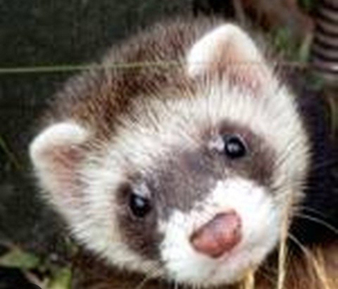 GEZOCHT lief fretje of fretjes, Januari, Meerdere dieren