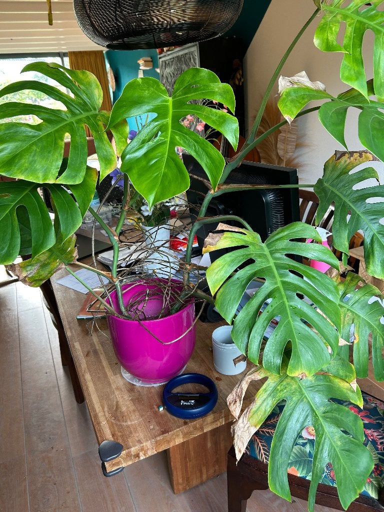 Monstera stekjes gratis, Ophalen, Overige soorten, Minder dan 100 cm, Volle zon