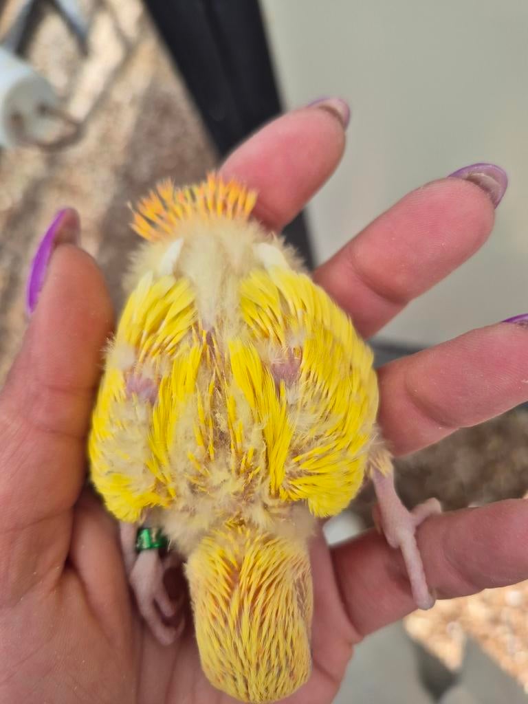 Dwergpapegaai agapornis roseicollis kuikens, Dieren en Toebehoren, Vogels | Parkieten en Papegaaien, Meerdere dieren, Dwergpapegaai of Agapornis