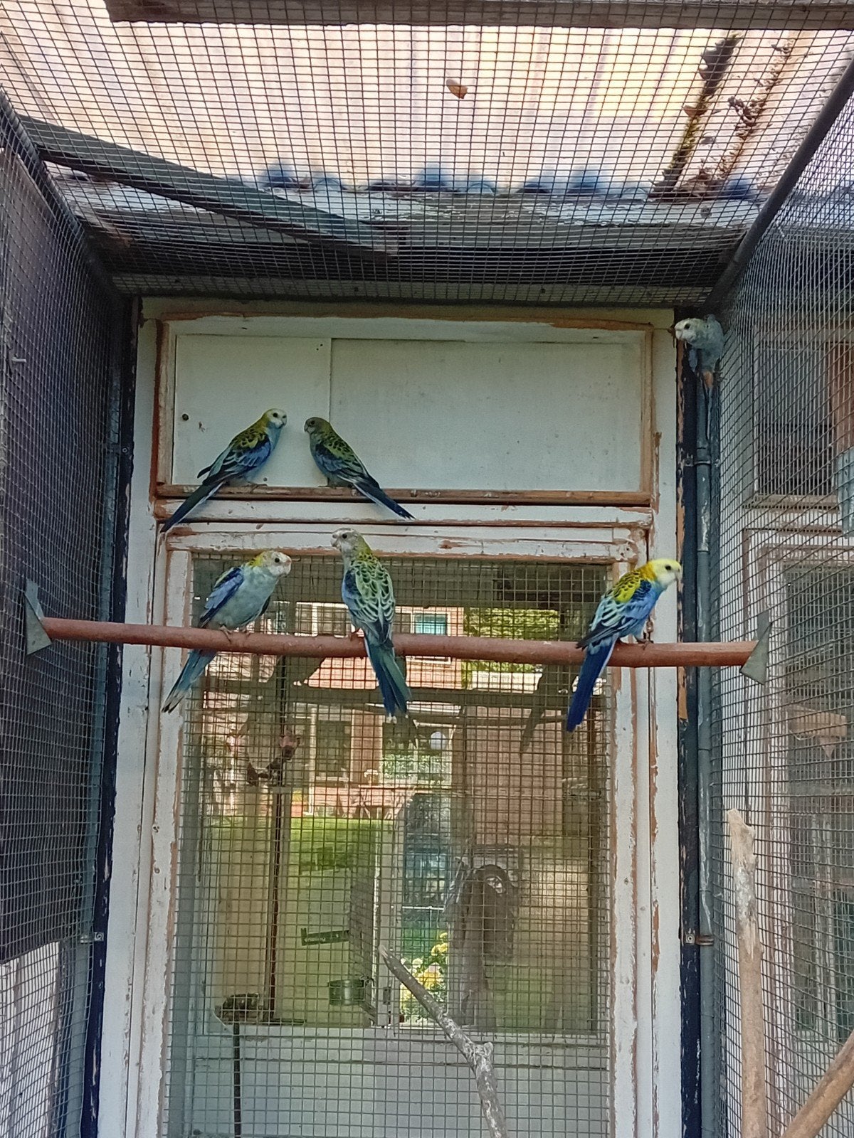 bleekkop rosella, Meerdere dieren, Parkiet, Geringd