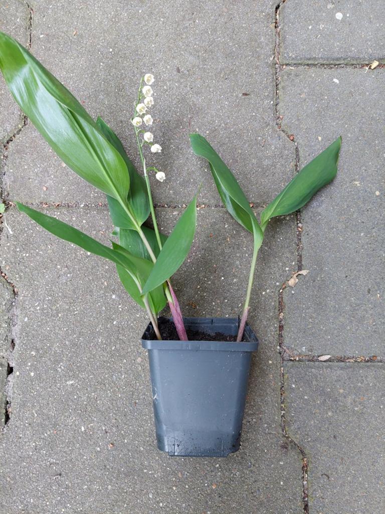 4 potjes  Lelietje-van-dalen Bodembedekker, Ophalen, Halfschaduw