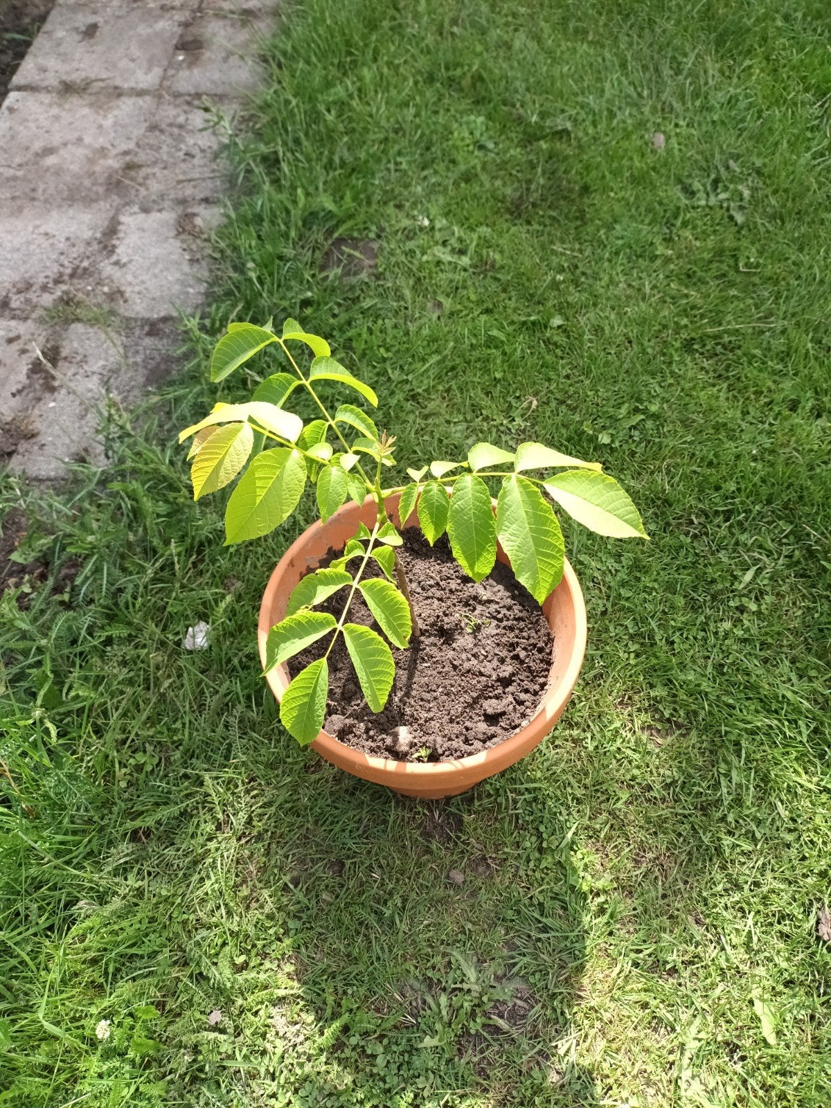 Walnoot in pot zie foto, Ophalen of Verzenden