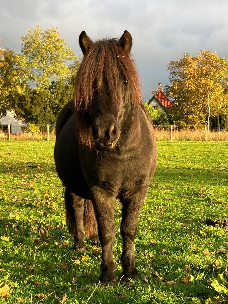 verzorger gezocht 16plus, Dieren en Toebehoren, Ophalen