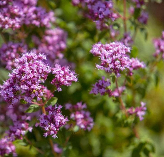 Tuinplanten - Origanum Vulgare - Vlinders - Chemievrij, Tuin en Terras, Planten | Tuinplanten, Volle zon, Vaste plant, Ophalen of Verzenden