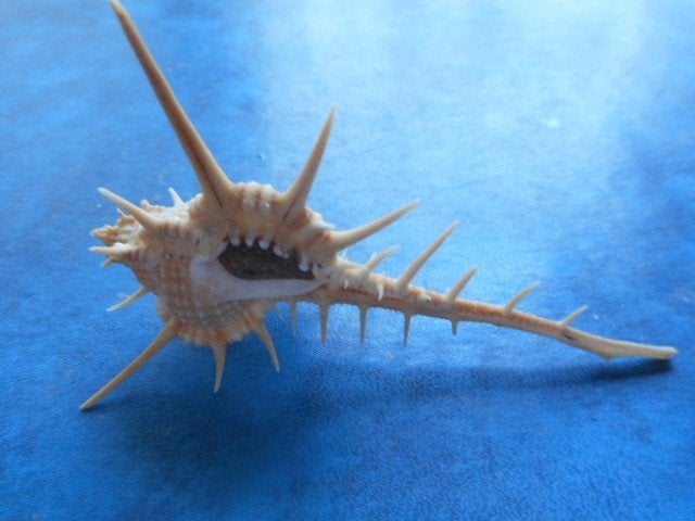 Schelpen: Murex tribulus L. f++/gem- 80-95mm, Verzenden, Schelp(en)