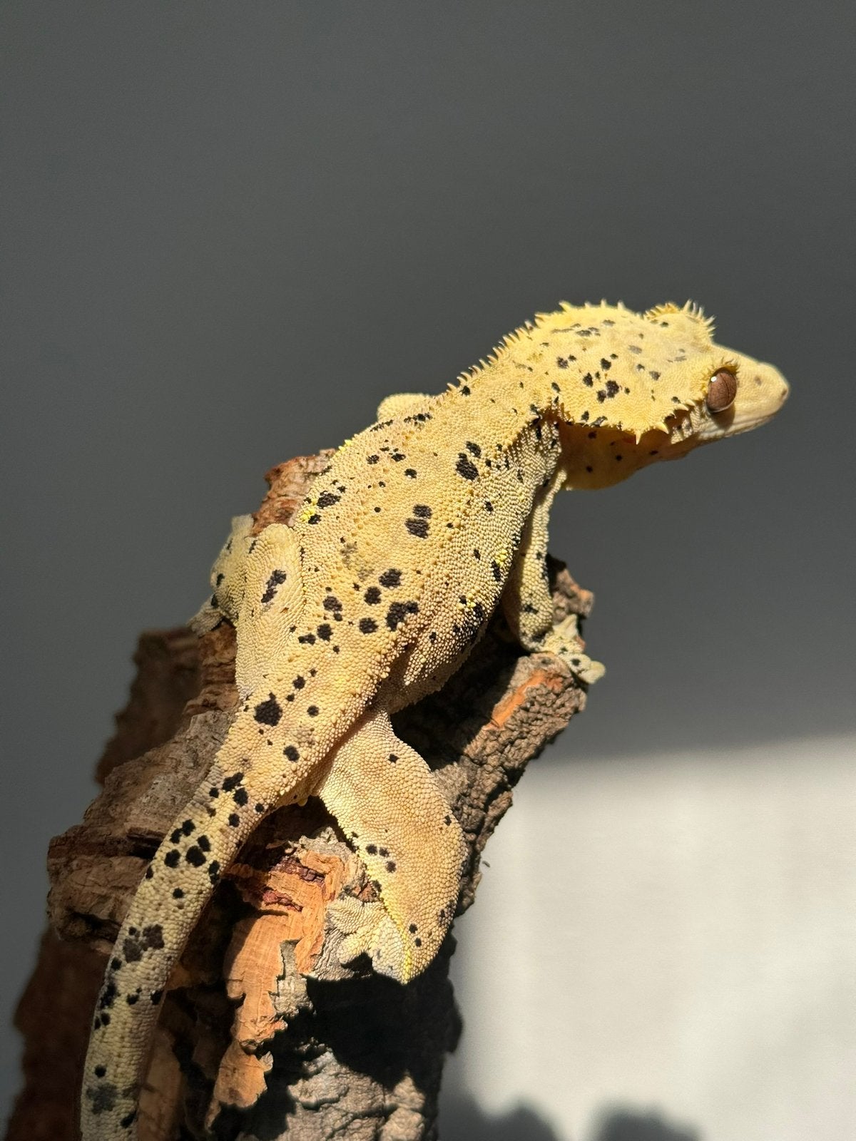 Wimpergekko dalmatian baby Crested Gecko photo 4