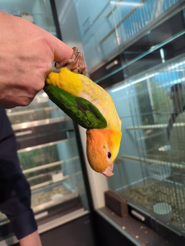 Gezocht jonge vogels om tam te maken., Dieren en Toebehoren, Vogels | Parkieten en Papegaaien, Parkiet, Meerdere dieren, Tam