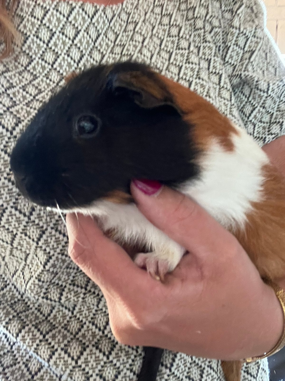 3 vrouwtjes cavia met caviahok/ caviaflat, Dieren en Toebehoren, Knaagdieren, Januari, Vrouwelijk, Cavia