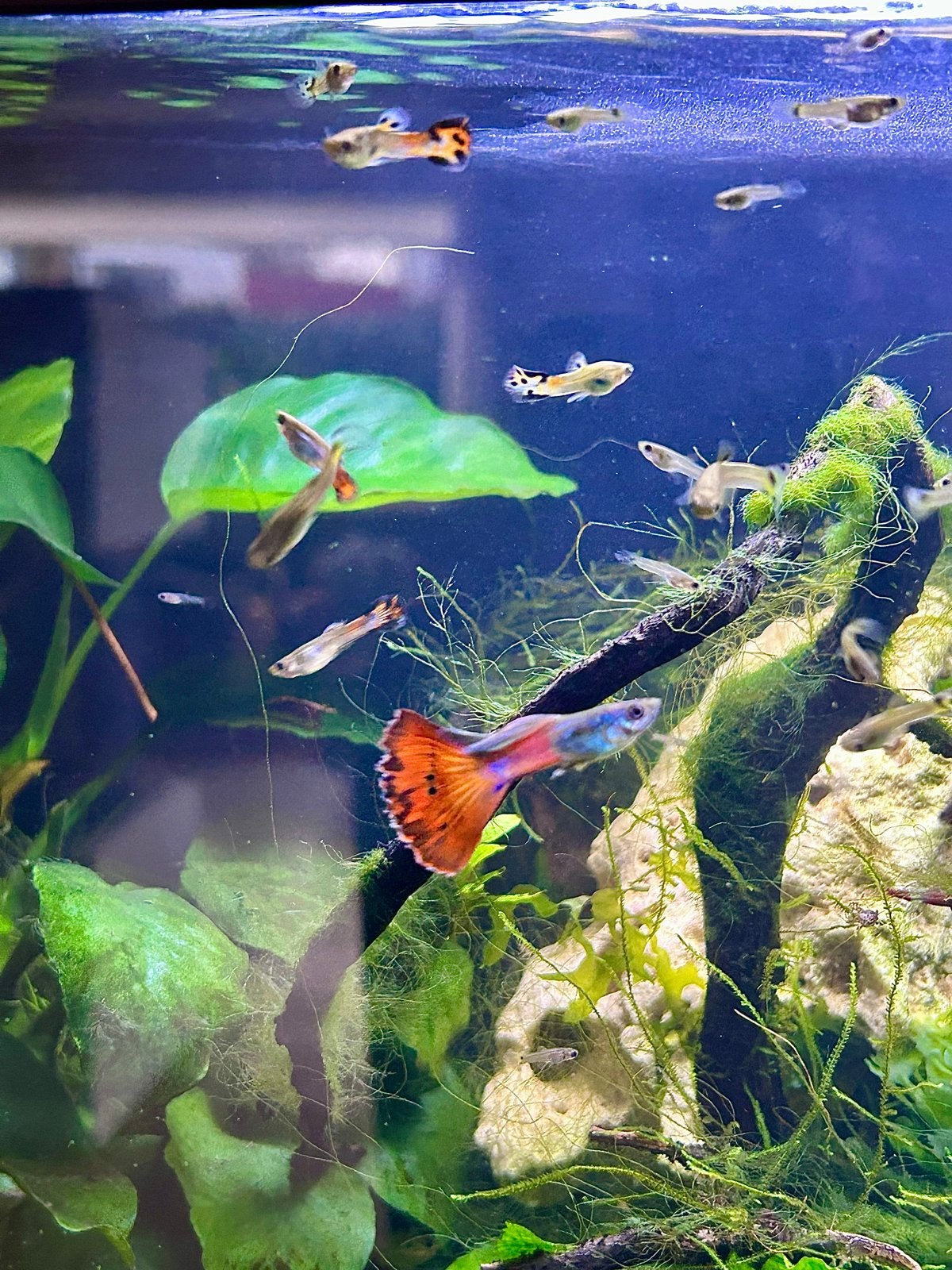 Prachtige blue moscow/endler baby guppen, Dieren en Toebehoren, Vissen | Aquariumvissen, Vis