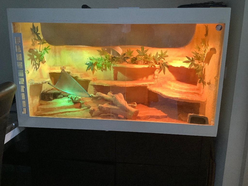 Terrarium, Ophalen, Gebruikt, Terrarium of Paludarium