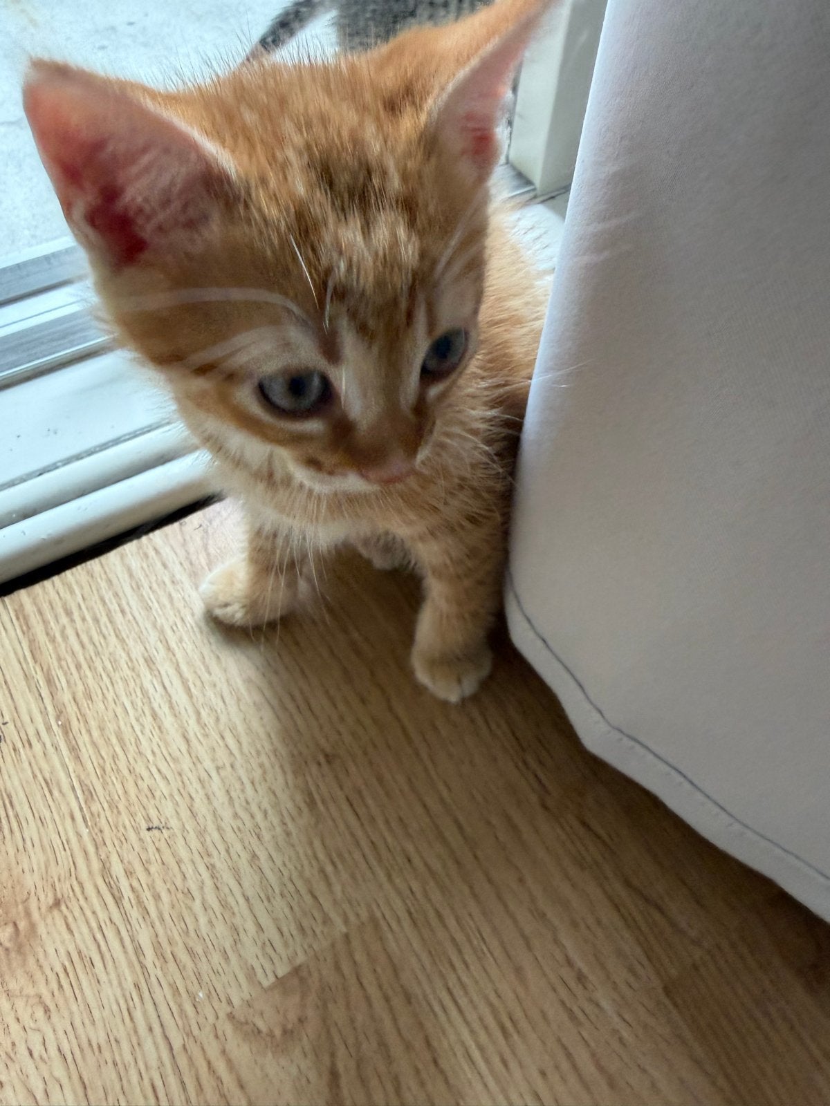 Katten