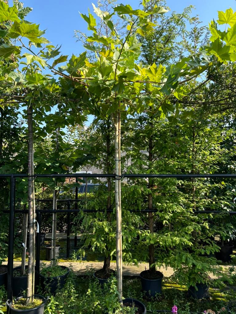 Dakvorm en leivorm bomen uit eigen kwekerij Zaterdag open, Tuin en Terras, Planten | Bomen, 100 tot 250 cm, Zomer, Ophalen, Volle zon