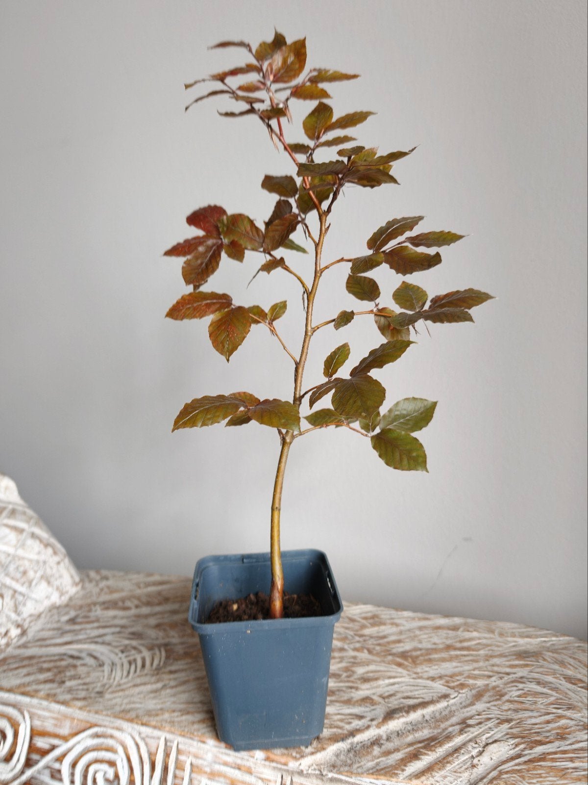 Fagus Sylvatica bonsai starter (2 voor €14,-), Bloeit niet, Halfschaduw, Minder dan 100 cm, Overige soorten