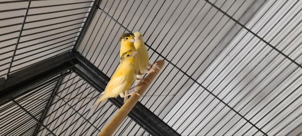 Kanarie, Dieren en Toebehoren, Mannelijk, Kleurkanarie