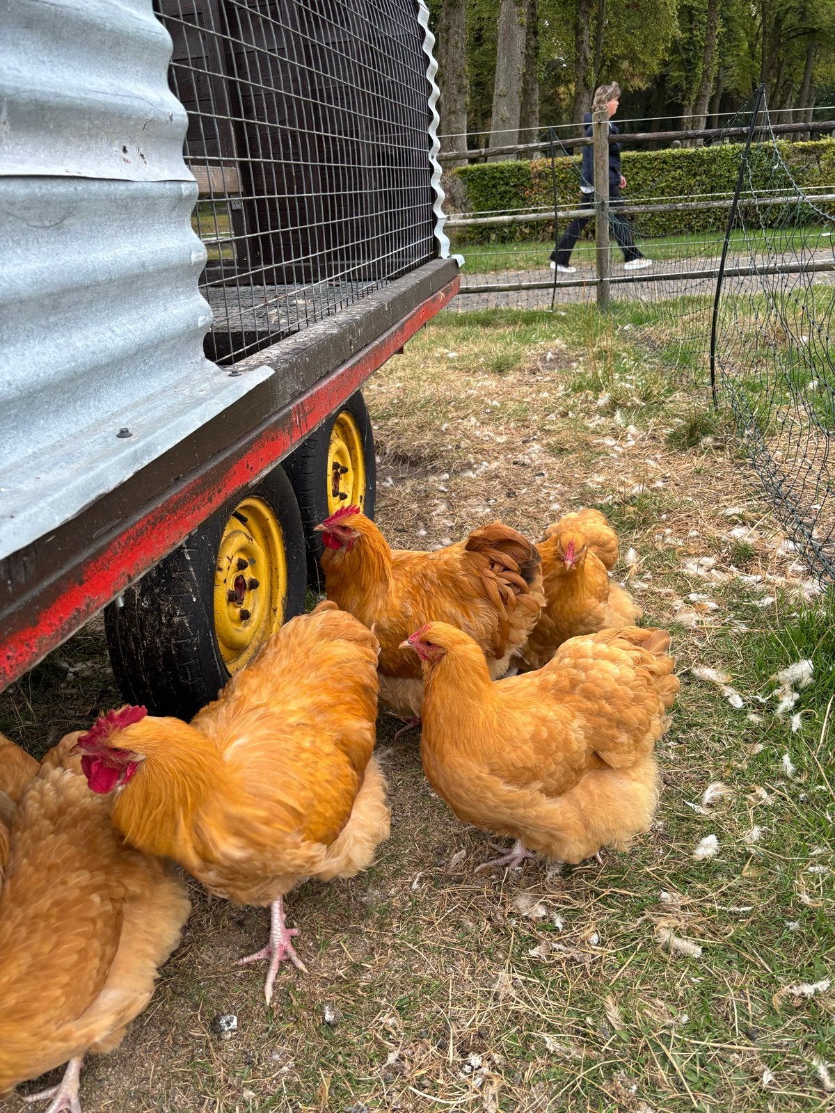 3 Orpington hanen gratis, Dieren en Toebehoren, Pluimvee, Mannelijk, Kip