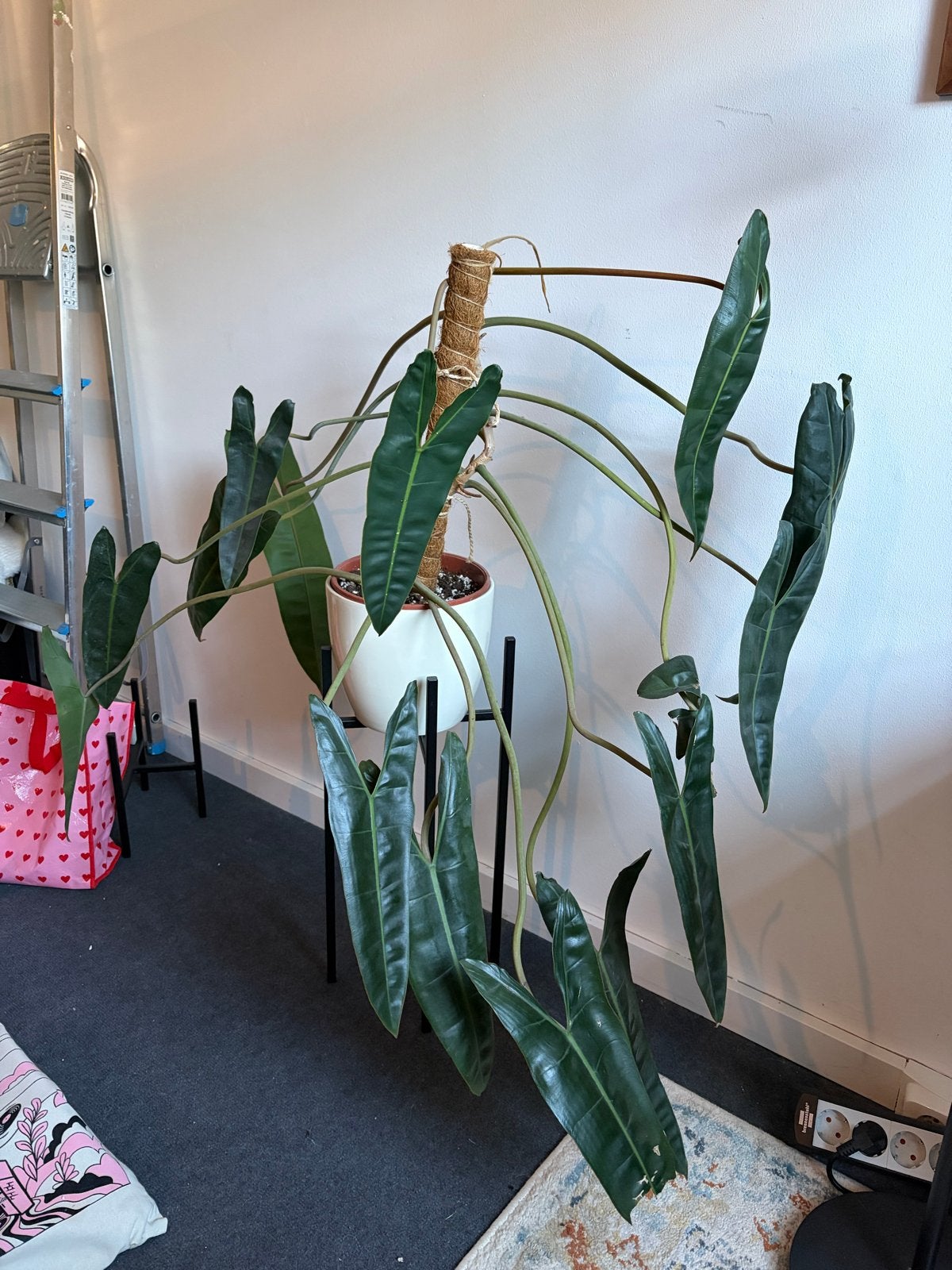Enorme Philodendron Billietiae - Prachtige Kamerplant, Ophalen, Overige soorten, Halfschaduw, In pot