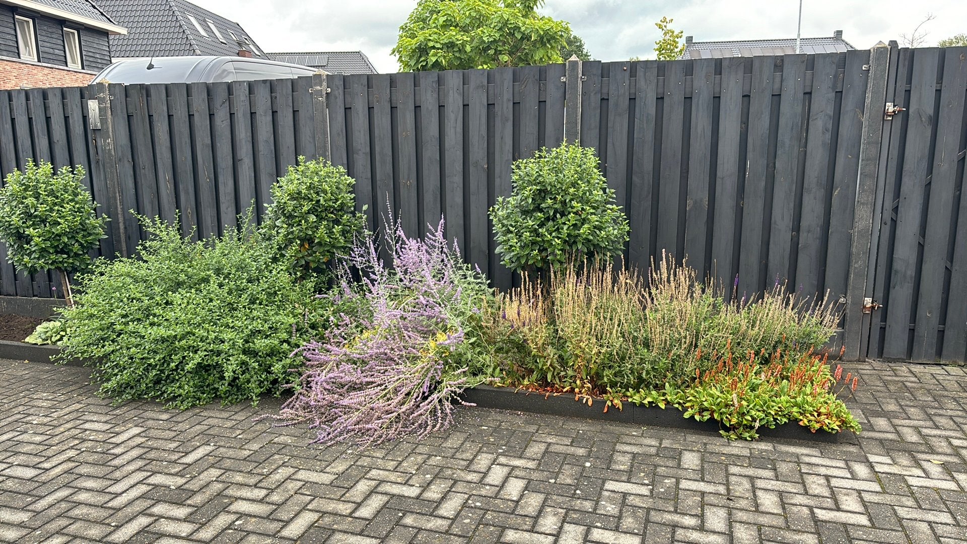 Diverse vaste planten en 3 boompjes, Tuin en Terras, Ophalen, Zomer, Volle zon, Overige soorten