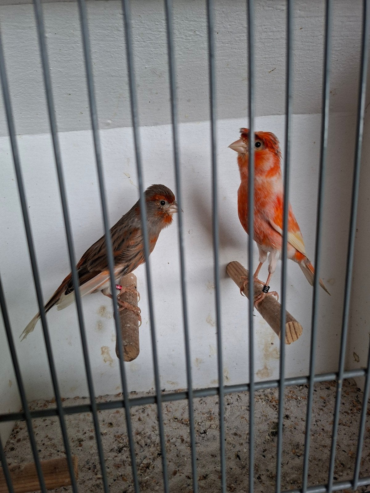Koppel harlekijn kanaries, Dieren en Toebehoren, Meerdere dieren, Kleurkanarie