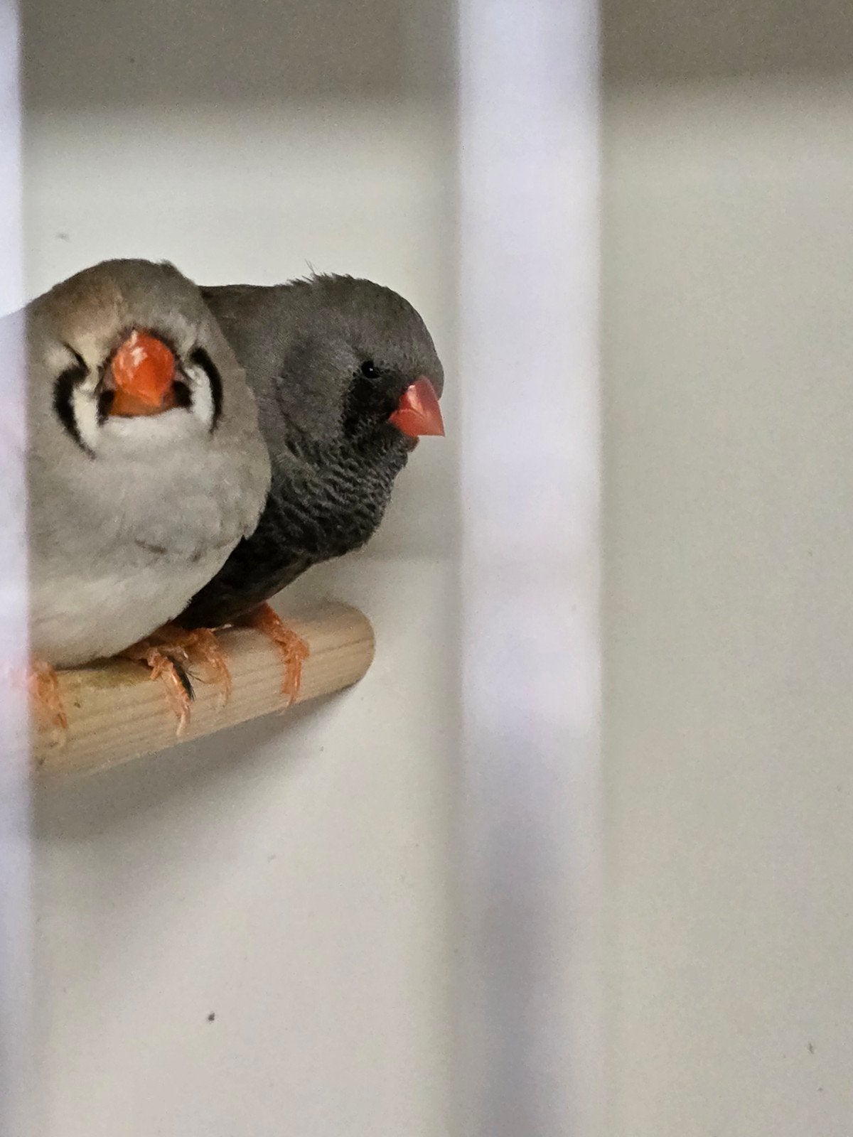 charcoal zebravinken te koop, Meerdere dieren, Tropenvogel, Geringd