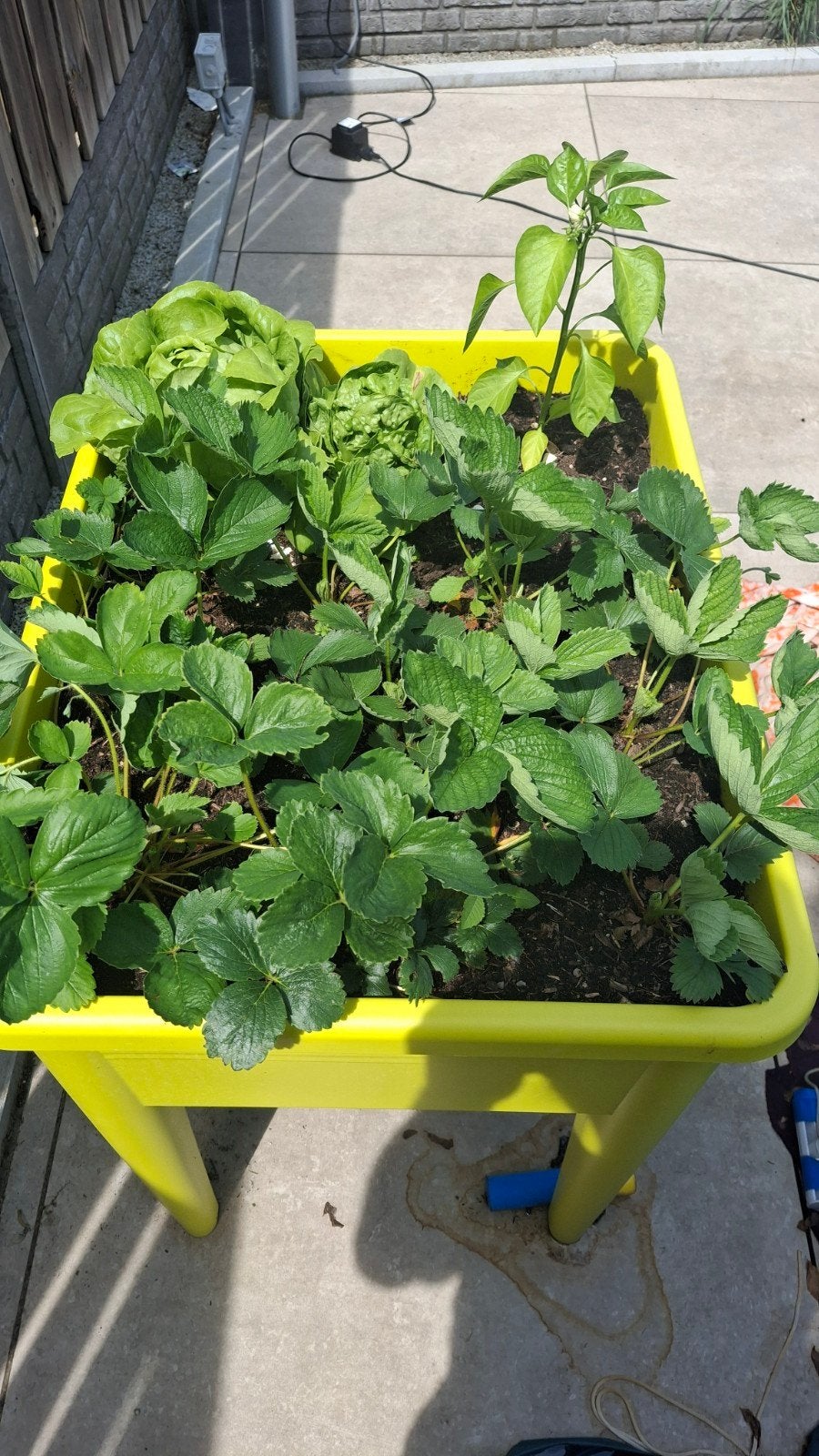 Aardbeienplanten, Tuin en Terras, Ophalen, Eenjarig, Groenteplanten, Volle zon