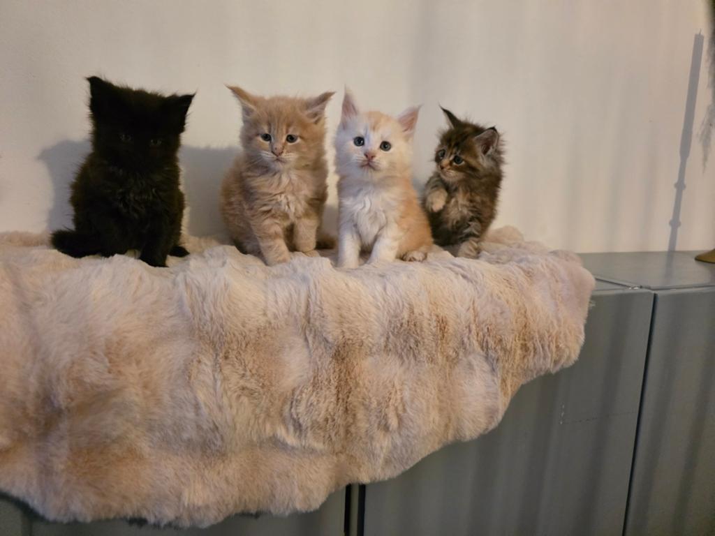 Maine coon kittens met stamboom, Meerdere dieren, Met stamboom