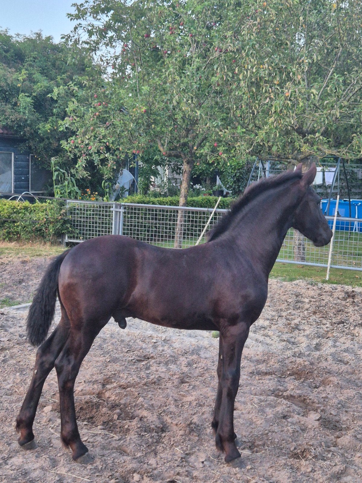Knap hengstveulen (Murk 540 x Sipke 450), Dieren en Toebehoren, Paarden, Minder dan 160 cm, Niet van toepassing, Dressuurpaard