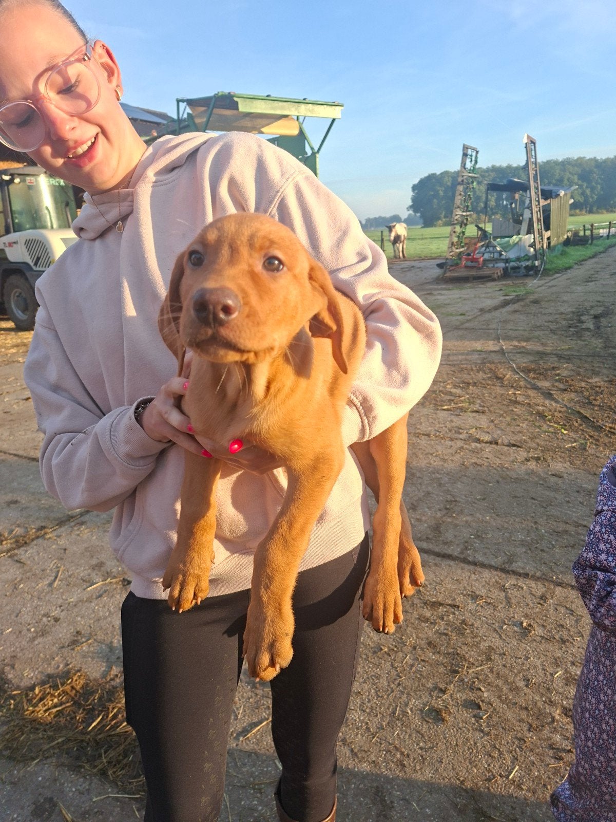 kleine avonturier ziekt gouden mandje., Reu, 8 tot 15 weken, Parvo, Eén hond