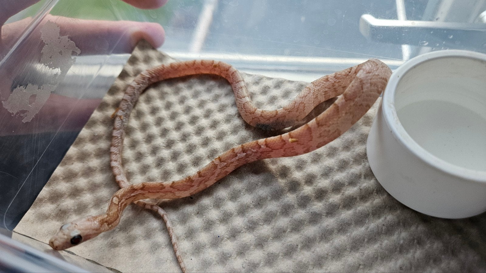 0.1 pantherophis guttatus ultramel, Dieren en Toebehoren, Reptielen en Amfibieën, Slang, 0 tot 2 jaar