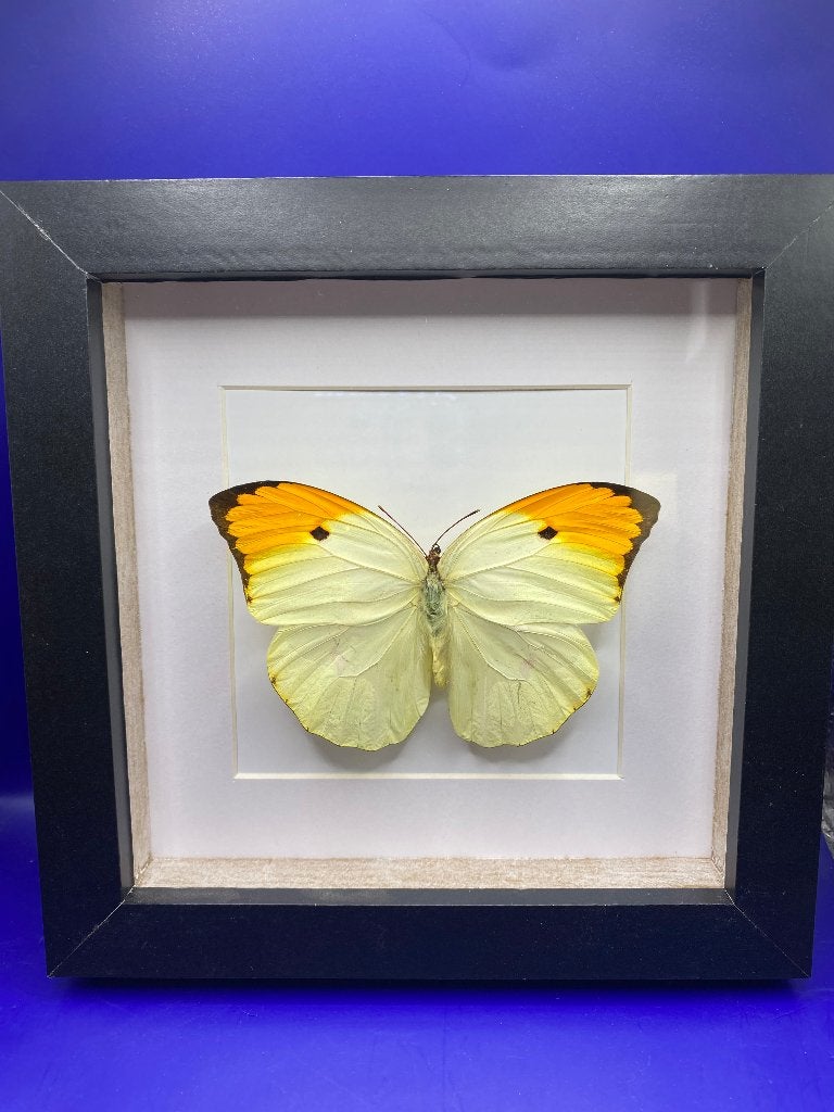 vlinder Anteos Menippe, Ophalen of Verzenden, Nieuw, Insect, Opgezet dier