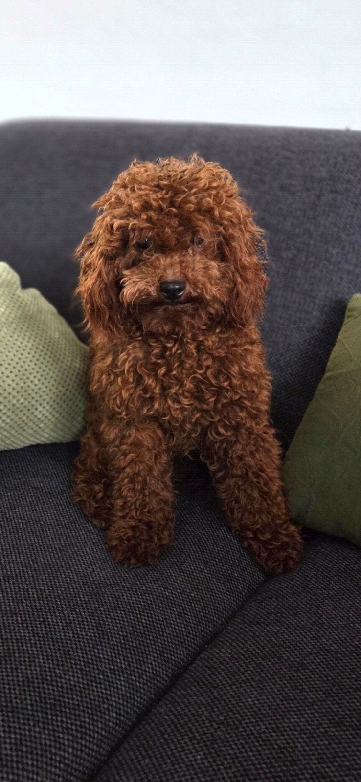 Kleine Toypoedel Dekreu Rood/Red, Particulier, 1 tot 2 jaar, Buitenland, Eén hond