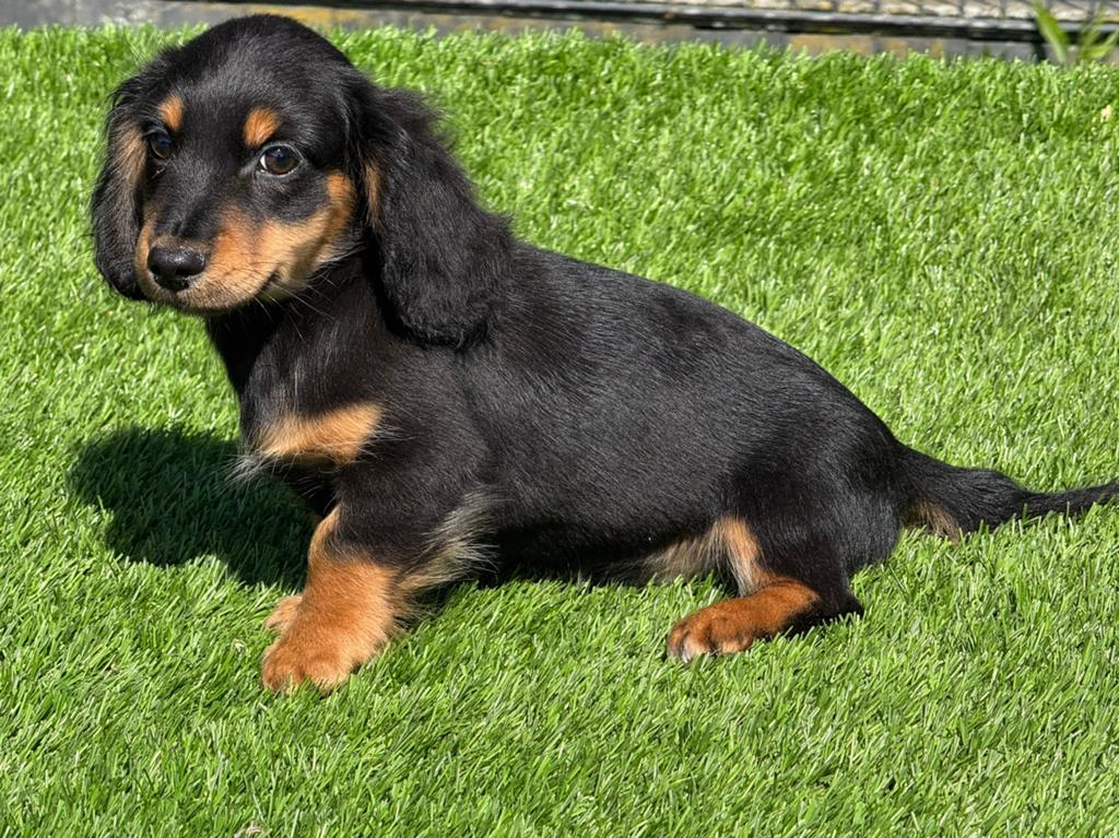 Langhaar langharige dwerg teckel pups, Dieren en Toebehoren, Parvo, Nederland, 8 tot 15 weken, Dwerg