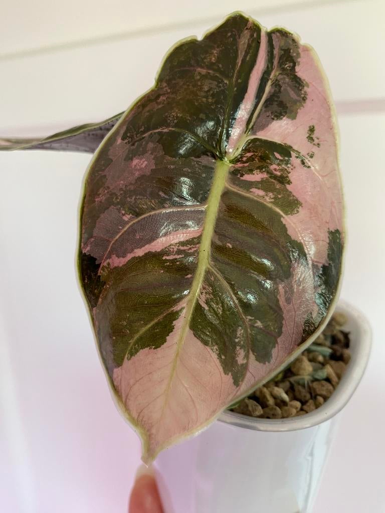 Alocasia variegata knolletjes / corms, Huis en Inrichting, Ophalen of Verzenden, Halfschaduw, Minder dan 100 cm