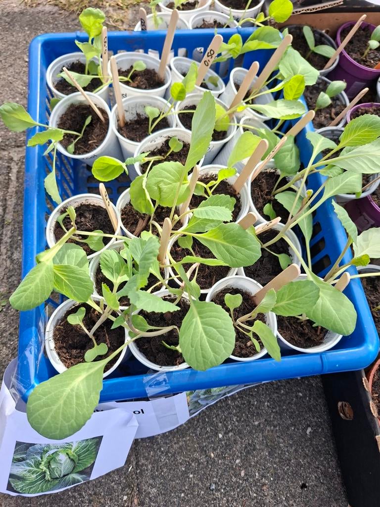 Moestuin planten palmkool, witte kool en spitskool, Tuin en Terras, Planten | Tuinplanten, Ophalen, Eenjarig, Groenteplanten, Volle zon