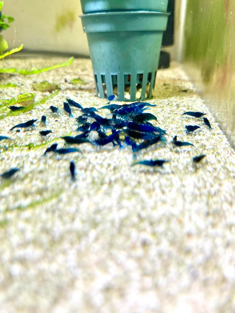 Blue Diamond Neocaridina Garnaaltjes, Dieren en Toebehoren, Vissen | Aquariumvissen, Kreeft, Krab of Garnaal