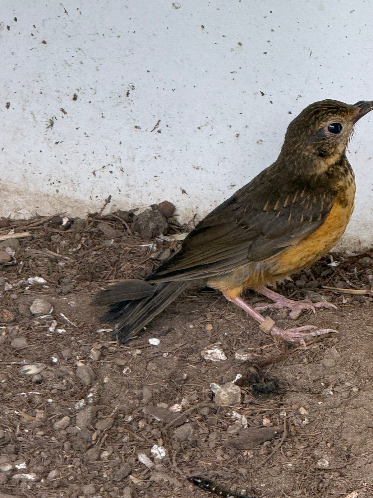 3 jonge zwarbortslijsters, Dieren en Toebehoren, Vogels | Overige Vogels, Geslacht onbekend, Geringd