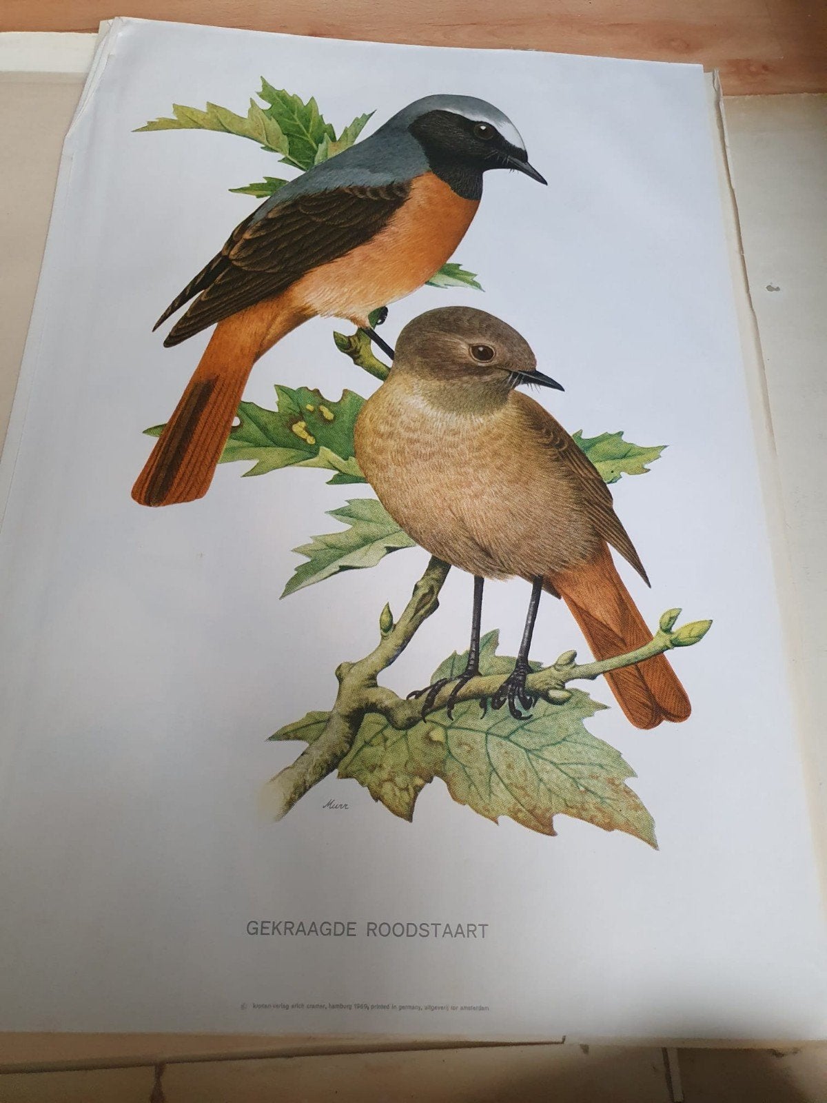 10 Vintage Schoolplaten: Vogels en Dieren, Ophalen of Verzenden, Natuur en Biologie