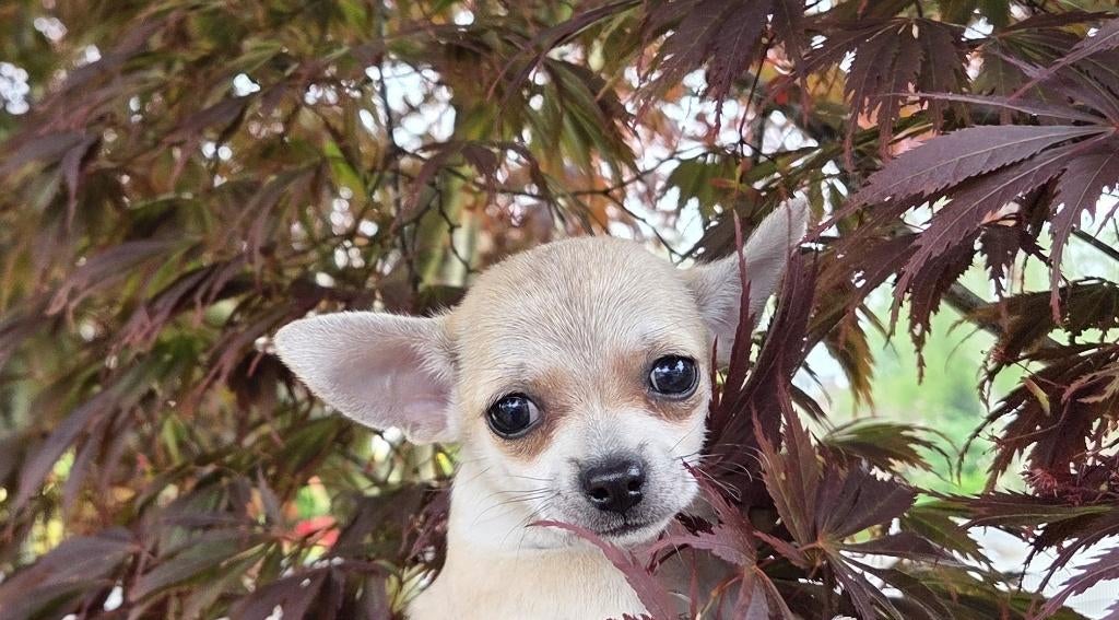 1 lieve Chihuahua pup zoekt zijn voor-altijd thuis, Parvo, Reu, 8 tot 15 weken, Meerdere