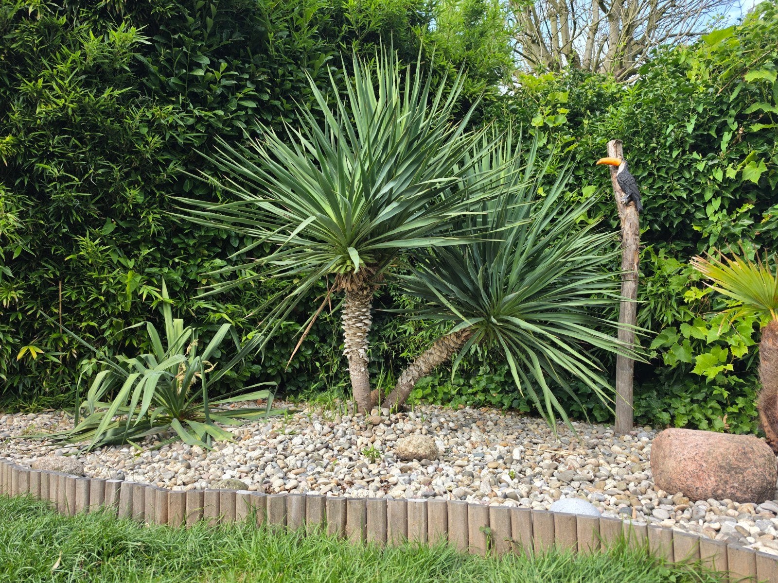 Yucca Gloriosa palmlelie stekken, Volle zon, Vaste plant, Zomer, Ophalen