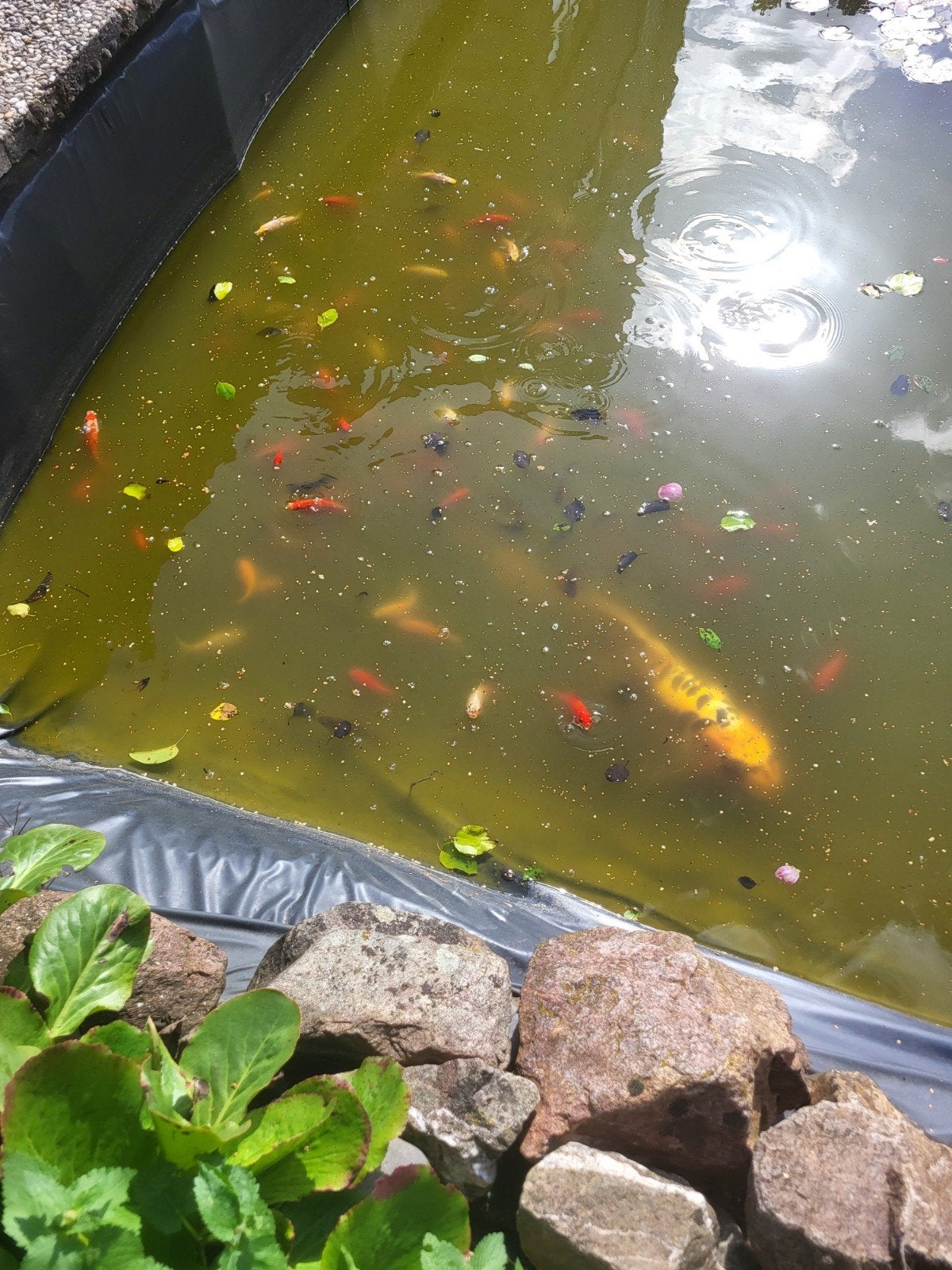 koi karper en goudvissen, Dieren en Toebehoren, Karper of Koi