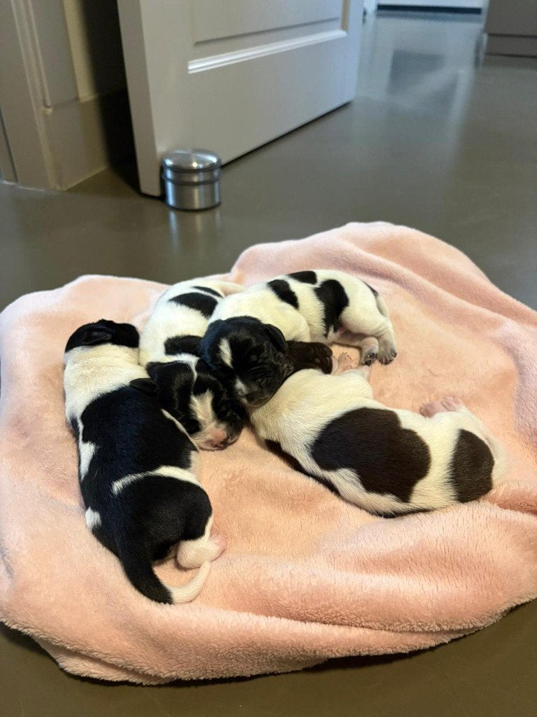 Heidewachtel (75%)xBoerenfox pups, Dieren en Toebehoren, Duitse Staande hond, Parvo, 8 tot 15 weken, Meerdere