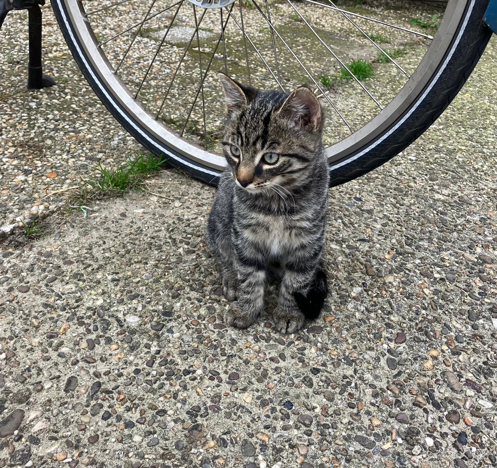 Sociale boerderij kitten kater, Kater