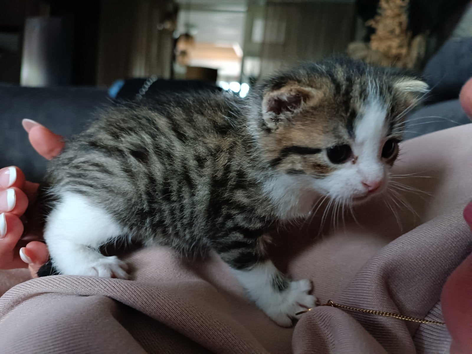 Cyperse katertje, Dieren en Toebehoren