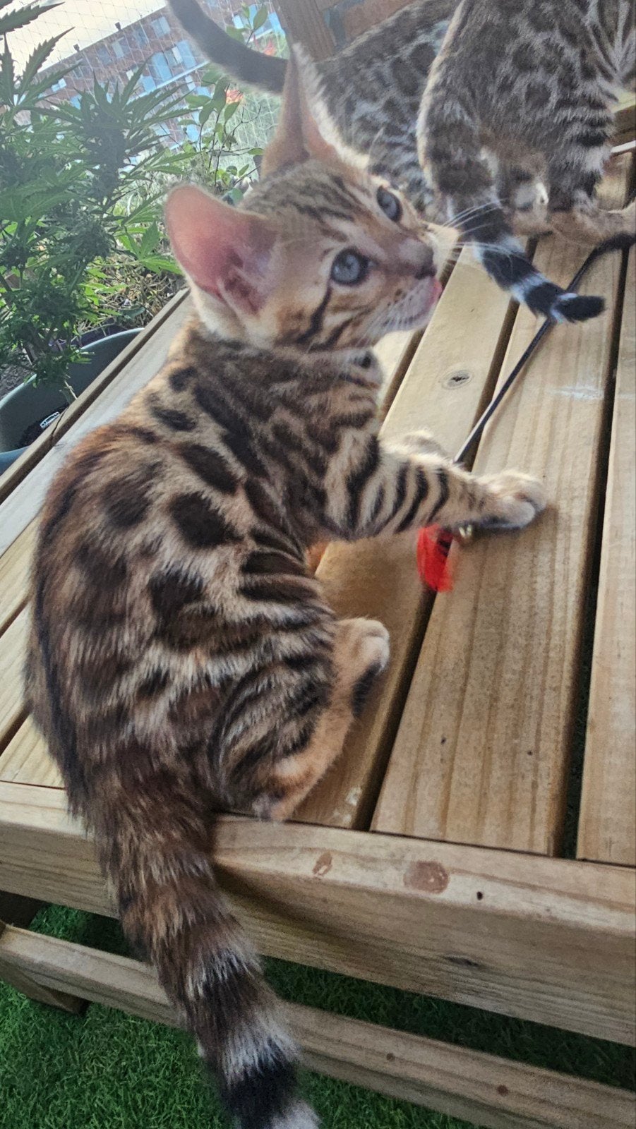 ☆Top ras☆ Bengaalse kittens met stamboom moeder kampioen, Dieren en Toebehoren, Katten en Kittens | Raskatten | Korthaar, Meerdere dieren