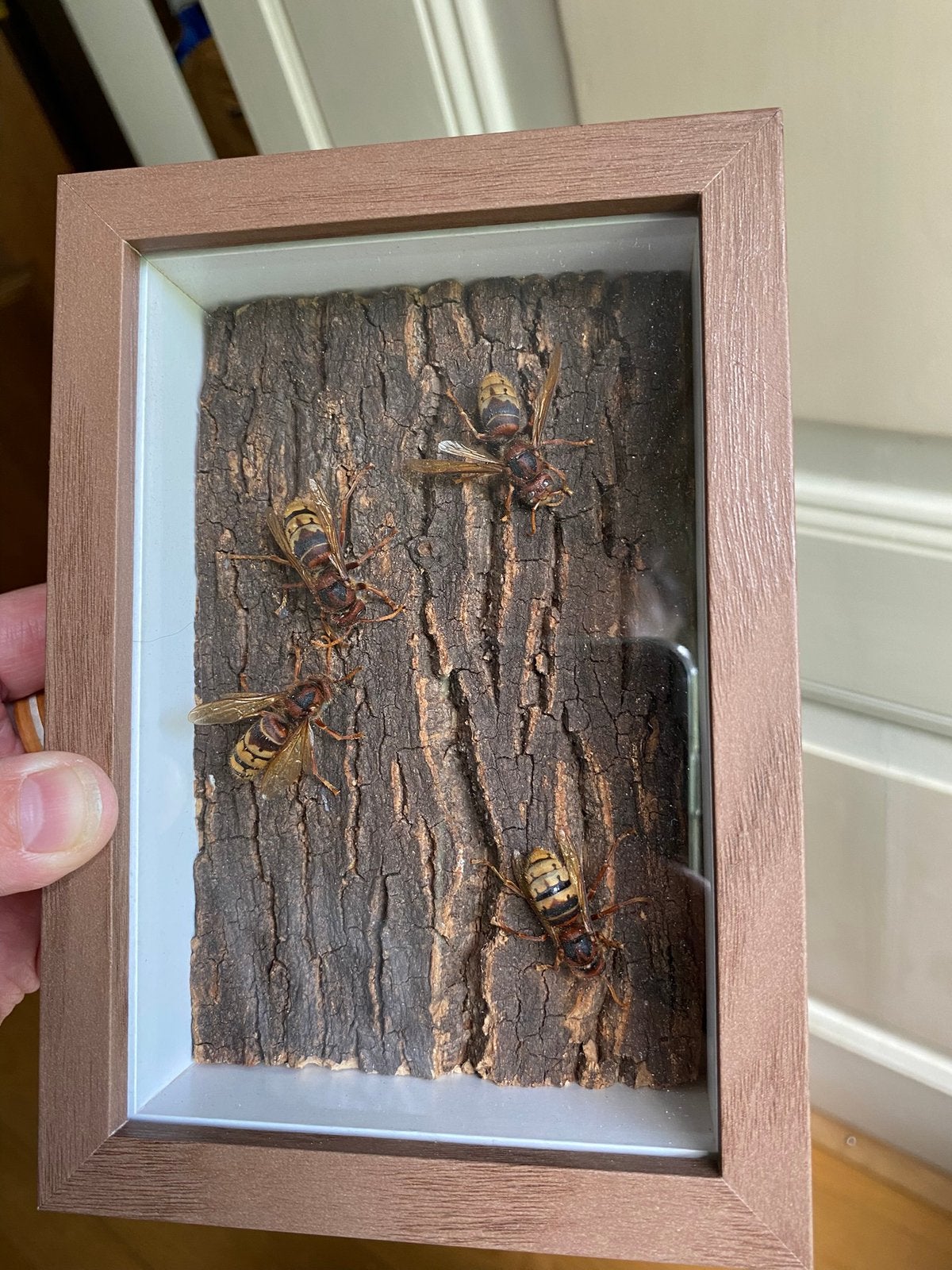 Diorama met Europese hoornaar (Vespa crabro) in boomschors, Ophalen of Verzenden, Nieuw