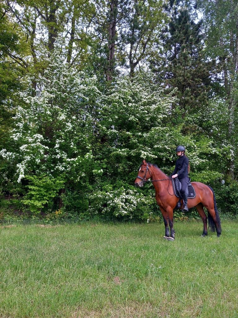8/9 jarige E pony, mennen - onder het zadel, B, Dressuurpony, 7 tot 10 jaar, Merrie