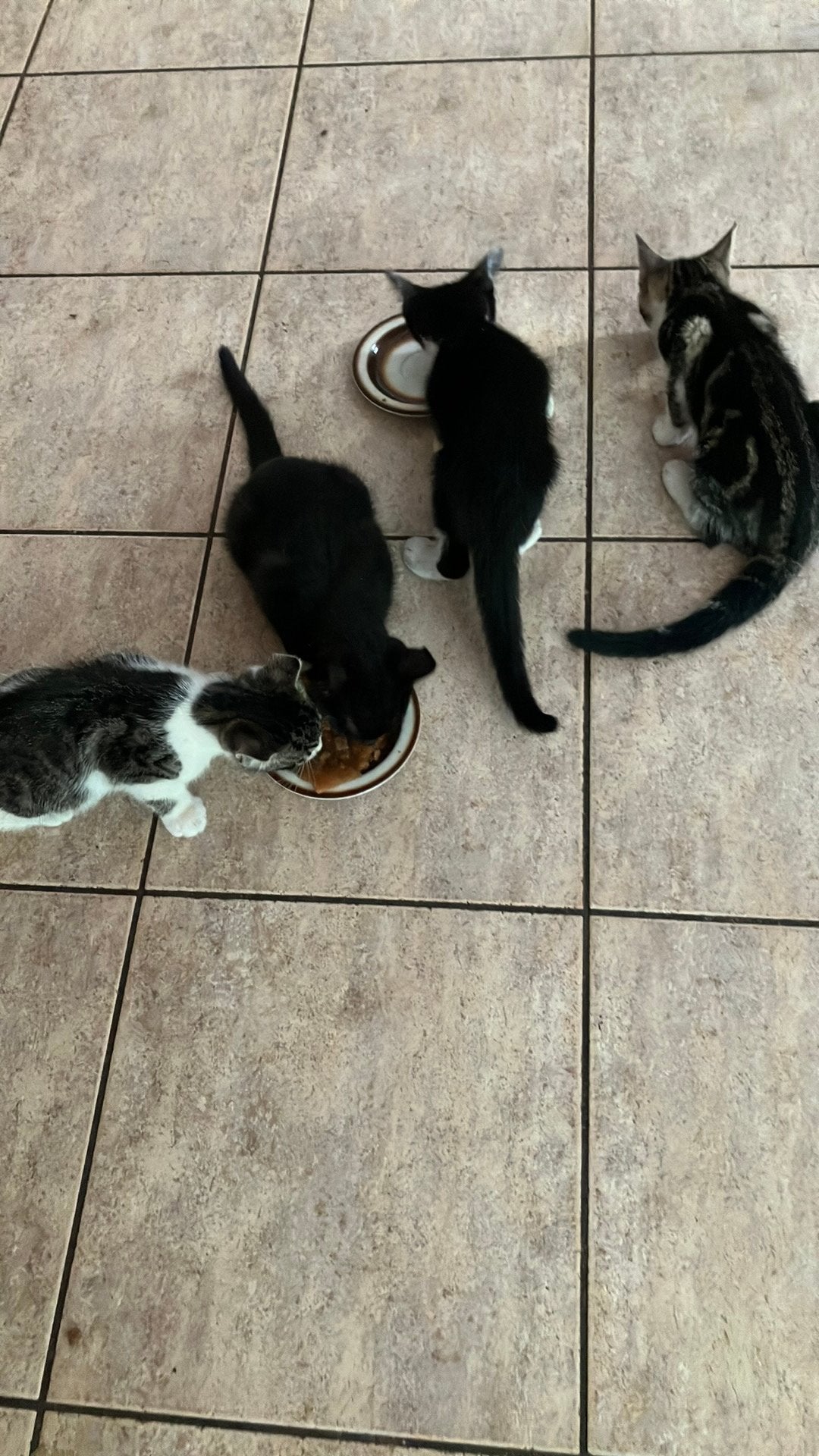 Jonge kittens, Meerdere dieren