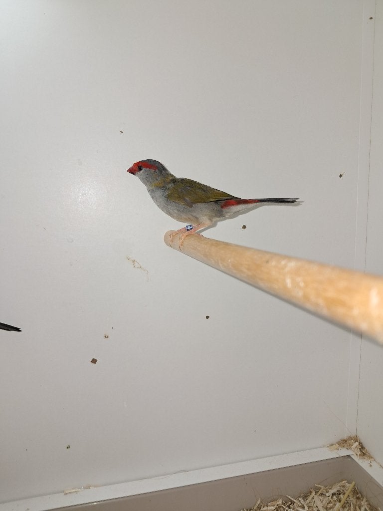 Dornastrilde man, Dieren en Toebehoren, Mannelijk, Tropenvogel