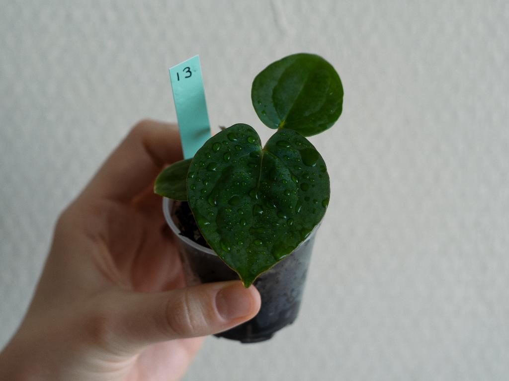 Anthurium Michelle x Papillilaminum zaailing #13, Overige soorten, Minder dan 100 cm, Groene kamerplant, Halfschaduw