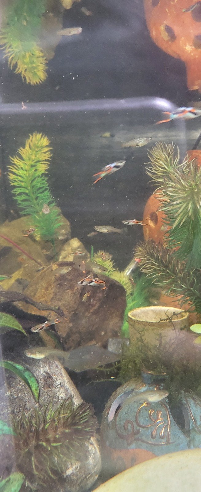 mooie guppies mannen